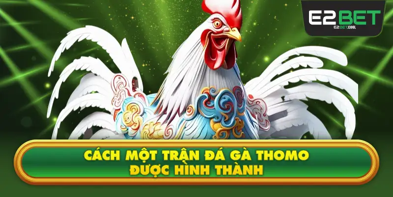 Cách Một Trận Đá Gà Thomo Được Hình Thành